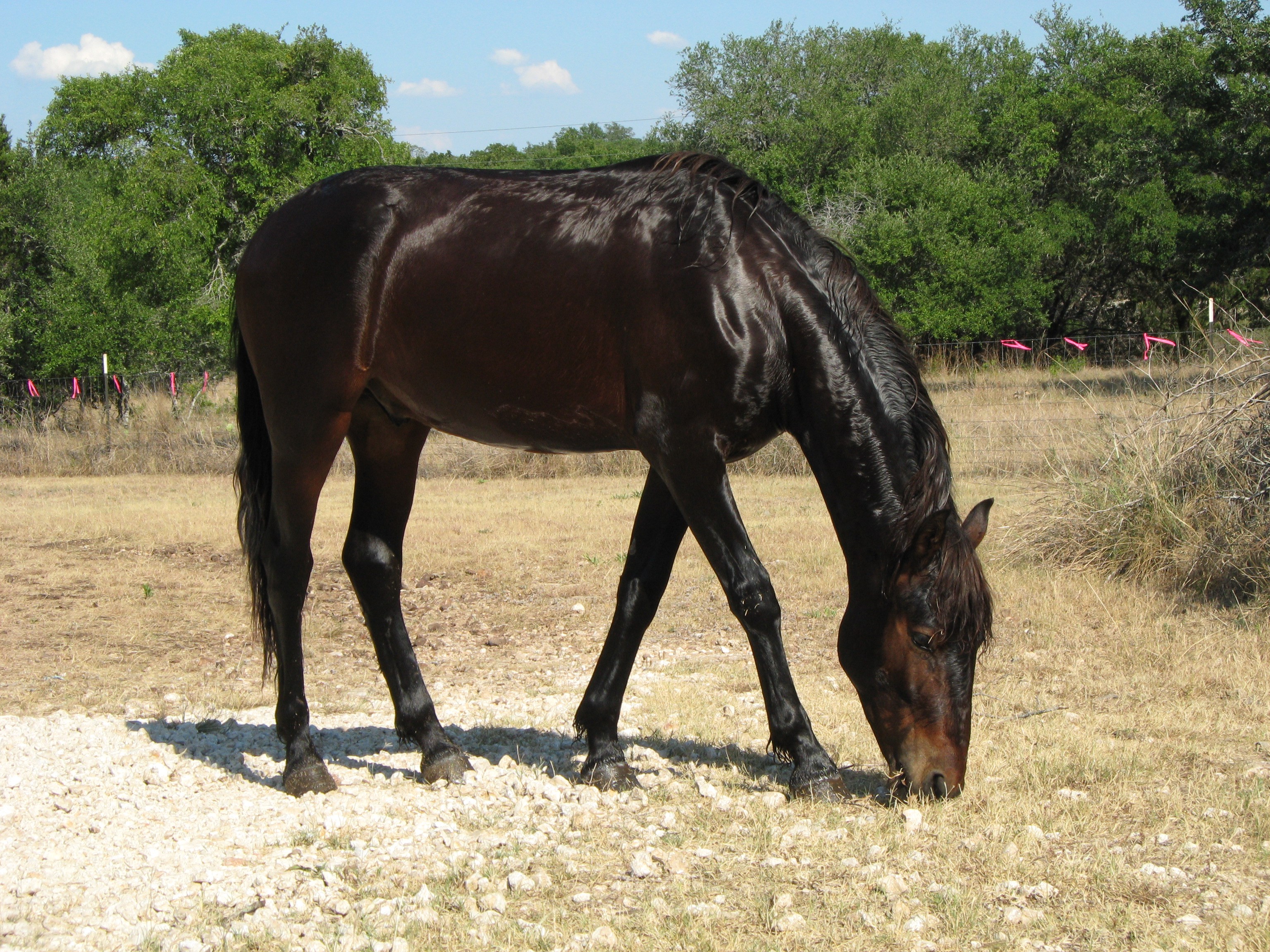 clean-mustang-002.jpg